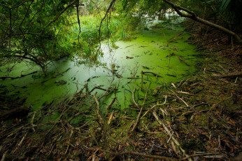 Картинка природа реки озера болото