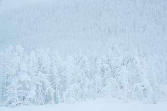 Картинка природа зима ели лес ёлки мороз снег