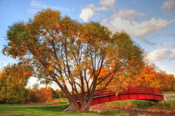 Картинка природа парк река мост дерево