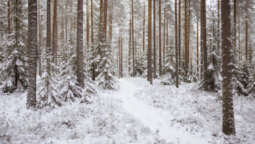 Картинка природа зима деревья лес тропинка снег