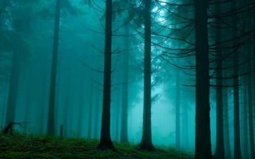 Картинка природа лес пелена дымка свет туман склон