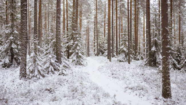 Обои картинки фото природа, зима, деревья, лес, тропинка, снег