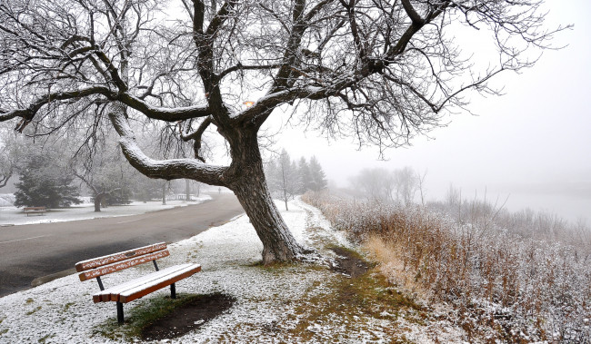 Обои картинки фото природа, зима, скамья, деревья, туман, снег