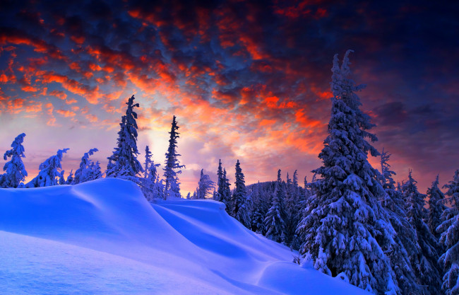 Обои картинки фото природа, зима, ели, снег, небо, лес