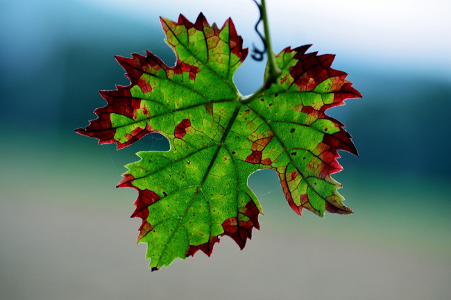 Обои картинки фото природа, листья, фон, паутинка, красный, зеленый, лист