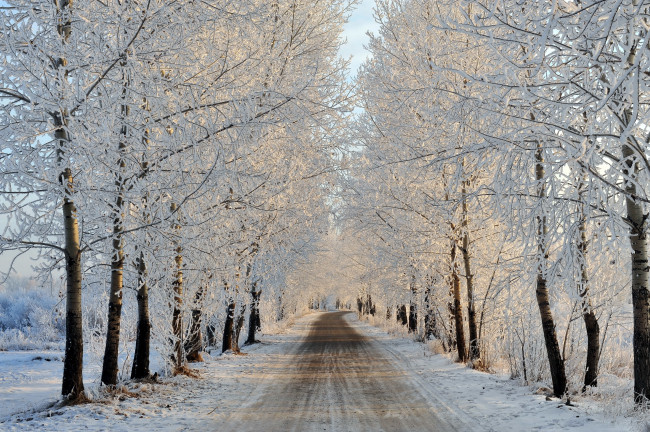 Обои картинки фото природа, зима, иней, деревья, дорога