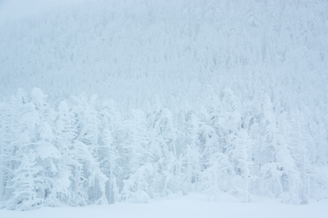 Обои картинки фото природа, зима, ели, лес, ёлки, мороз, снег