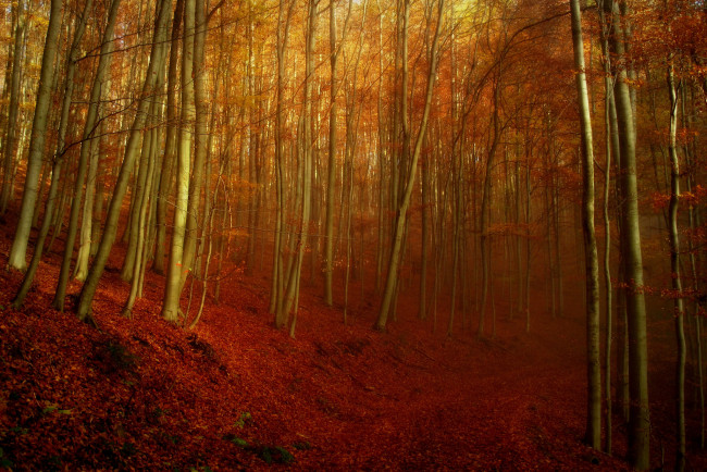 Обои картинки фото природа, лес, склон, дорога, осень, деревья