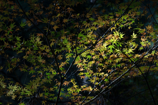 Обои картинки фото природа, листья, ночь, ветки, дерево