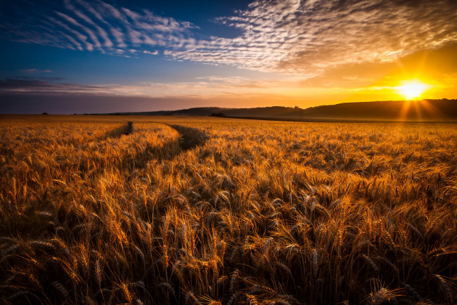 Обои картинки фото природа, восходы, закаты, закат, колосья, пшеница, поле