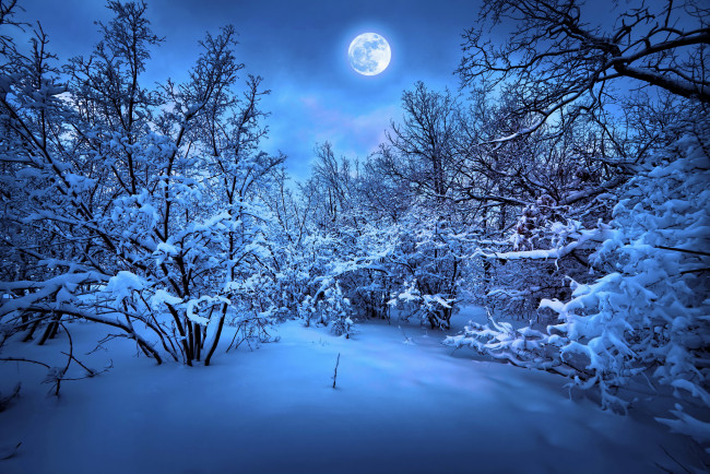 Обои картинки фото природа, зима, луна, лес, снег, ели