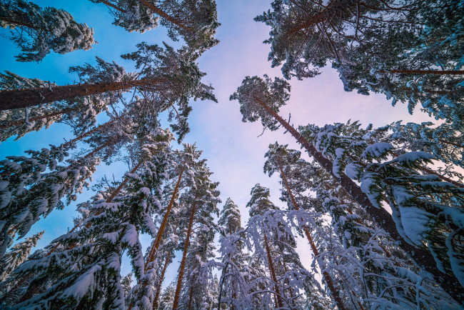 Обои картинки фото природа, зима, ствол, снег, небо, сосна, деревья