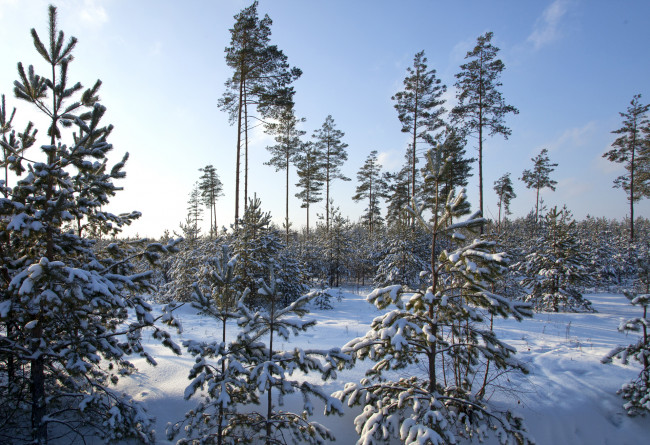 Обои картинки фото природа, зима, небо, лес, снег, ели