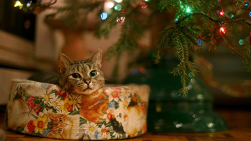 Картинка животные коты кот подушка ёлка
