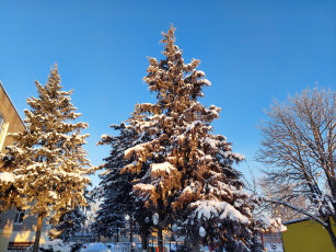 обоя природа, деревья, зима, снег