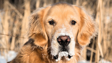 Картинка животные собаки собака снег голова