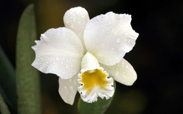 обоя цветы, орхидеи, орхидея, белая