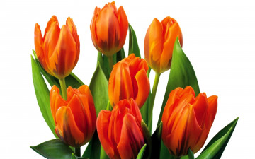 обоя цветы, тюльпаны, оранжевые