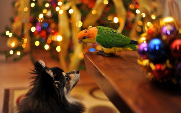 Картинка животные разные+вместе собака попугай общение стол огни