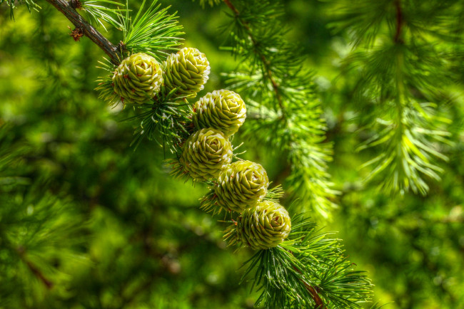 Обои картинки фото природа, деревья, cones, pine, twig